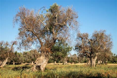 Infested Olive Trees Bacterium Xylella Fastidiosa, Salento, South Italy ...