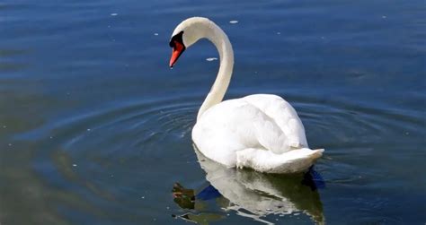 Swan Symbolism: Spiritual Meaning, Totem, Spirit, & Omens