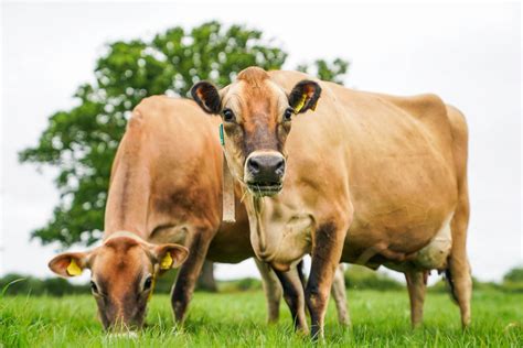 jersey cow milk production per day in litres - Lacie Hills