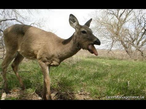 ODNR- Second Case of (CWD) Chronic Wasting Disease "Zombie Deer Disease ...