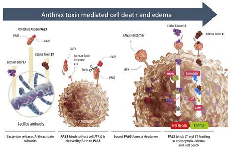 About Anthrax - Elusys