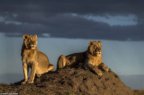 Incredible photographs show African lions in their stunning natural ...