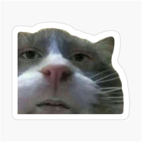 20+ Cats With Human Faces Meme