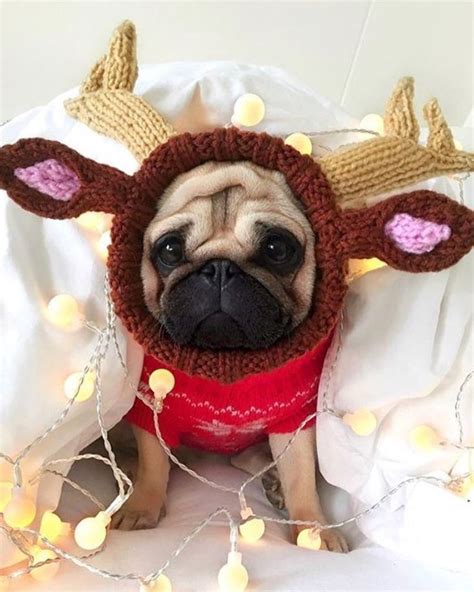 Funny Christmas Pug | Cute pugs, Pet costumes, Black pug puppies