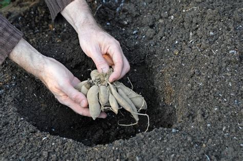 5 Steps to Plant Dahlia Tubers for Transforming Your Garden - The Arches