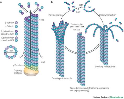 Microtubules: the basics | Learn Science at Scitable