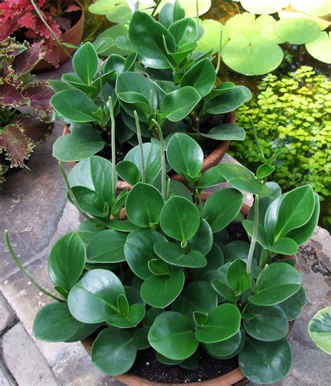 25 Types of Peperomia That Make Great Houseplants – The Green ...