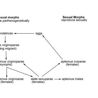 Life cycle of the woolly apple aphid | Download Scientific Diagram