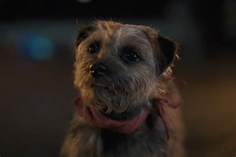 NSFW Strays trailer stars Will Ferrell & Jamie Foxx as dogs | SYFY WIRE