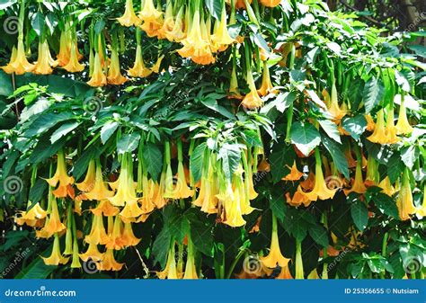 Datura flower stock image. Image of plant, campaign, grass - 25356655