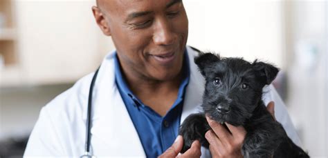 Petco Veterinary Services: Quality Care for Your Pet | Petco