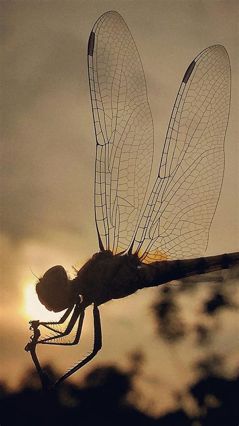 1920x1080px, 1080P free download | Dragonfly, fly, insect, HD phone ...