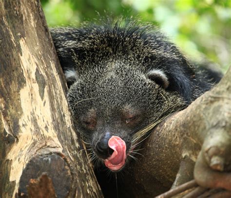 Binturong | CRITTERFACTS