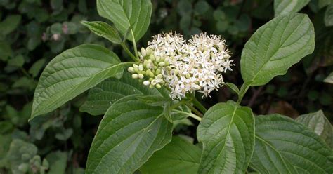 Dogwood, Red Osier (Inner Bark,bark), Cornus sericea - Top Quality ...