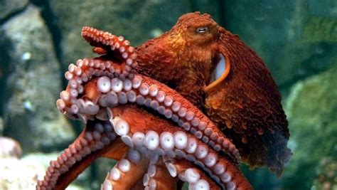 Giant Pacific Octopus – "OCEAN TREASURES" Memorial Library