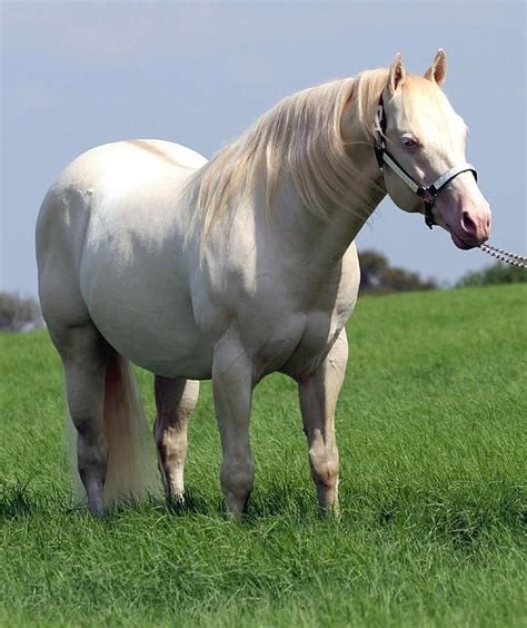 NorthCentralRHA Hollywood White at Perfect Horse Auctions