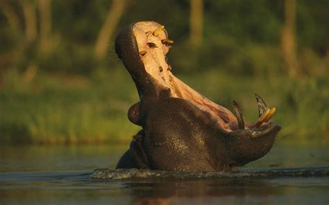 Download Massive Gaping Mouth Of Hippopotamus Wallpaper | Wallpapers.com