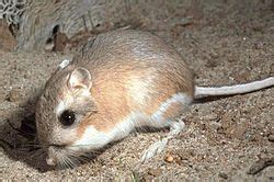 Kangaroo rat Facts for Kids