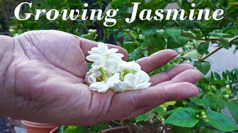 Common Jasmine Plant Care