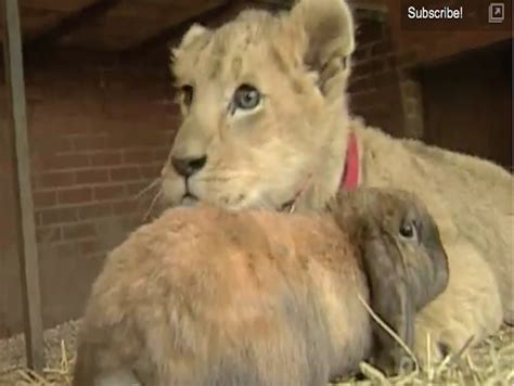 Lion cub forms friendship with dog and rabbit (VIDEO)