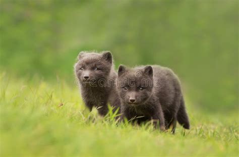 Arctic Fox Cubs Playing in the Meadow Stock Image - Image of grass ...