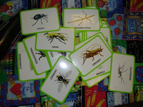 Insect Reports – Patties Classroom