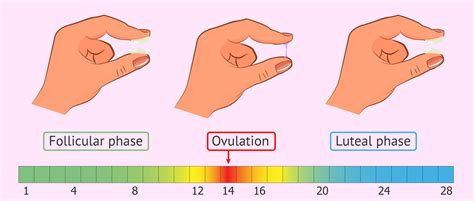 What is the cervical mucus like during ovulation and on fertile days?