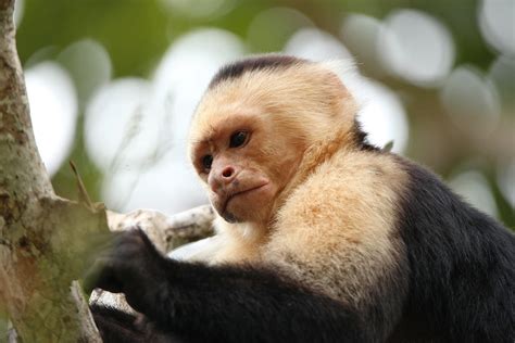 Panamanian white-faced capuchin 3 | richard evers | Flickr