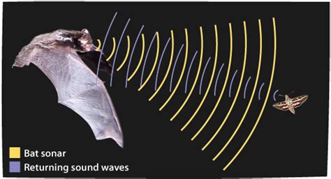 Are Bats Blind? | Ask A Biologist