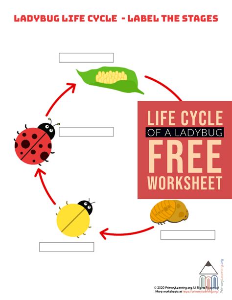 Printable Ladybug Life Cycle Worksheet