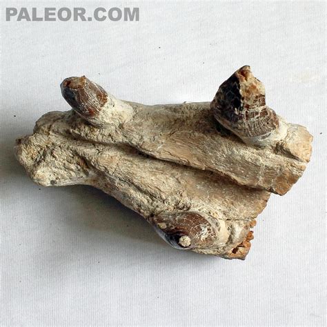 Are These Basilosaurus Fossils Real? - Is It Real? How to Recognize ...