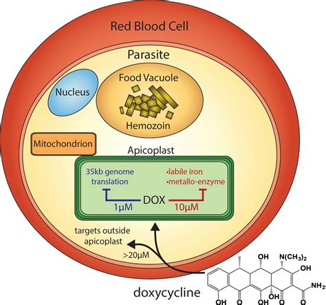 Doxycycline has distinct apicoplast-specific mechanisms of antimalarial ...