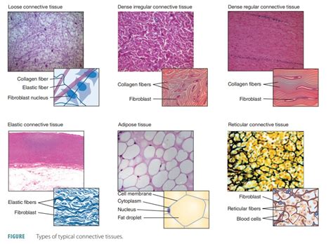 Connective Tissue Labeled