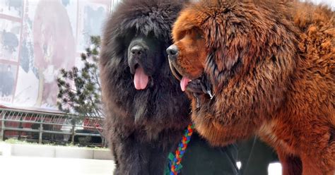 Interesting Facts About Tibetan Mastiffs | Interesting Facts