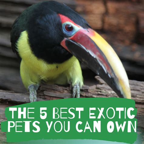 The 5 Best Exotic Pets You Can Own - PetHelpful