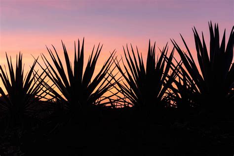 Agave fields in Arandas, Jalisco. - Revista Landuum