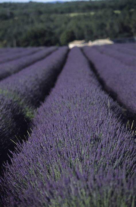 Where & How to Plant Lavender as a Ground Cover