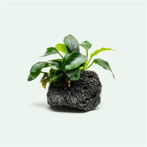 Anubias Nana Petite Popular Easy Aquarium Plant for Planted Tank ...