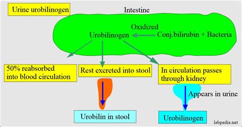 Urine for Urobilinogen in the Urine – Labpedia.net