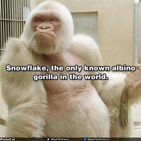 Snowflake the albino gorilla | animals | Pinterest