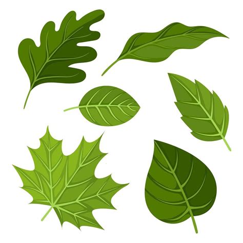 Green Leaves Clipart Set Vector | Leaf clipart, Cartoon leaf, Leaf drawing