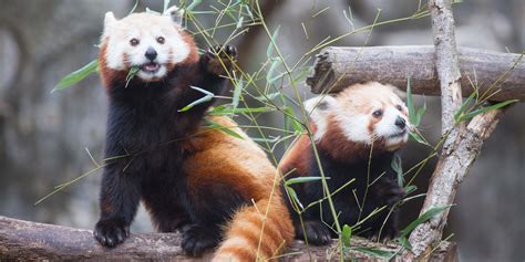 Is a Red Panda a Bear? And More Red Panda Facts | Smithsonian's ...