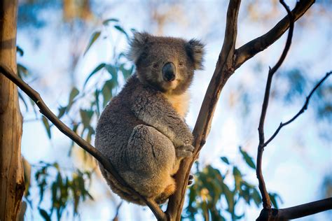 Koala Facts For Kids Of All Ages