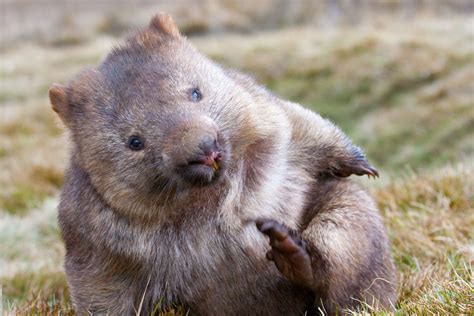 Les crottes cubiques des wombats donnent des idées aux chercheurs