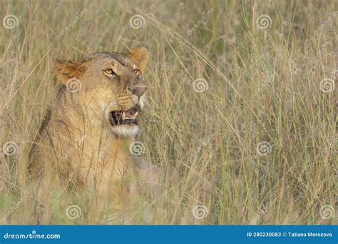 Lion S at the African Savannah after Hunting Stock Image - Image of ...