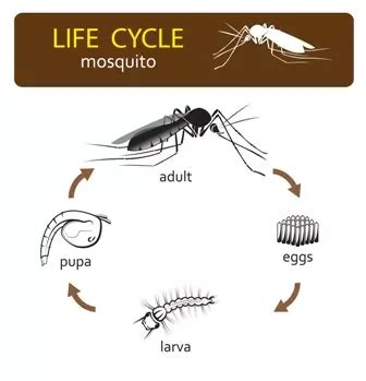 Life Cycle Of Aedes Aegypti And Albopictus Mosquitoes, 60% OFF