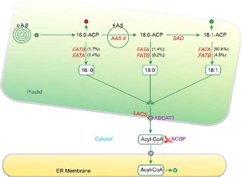 (continued) (B) Fatty Acid Elongation, Desaturation, and Export From ...