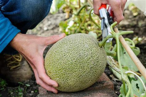 How To Grow Melons from Seed - BBC Gardeners World Magazine