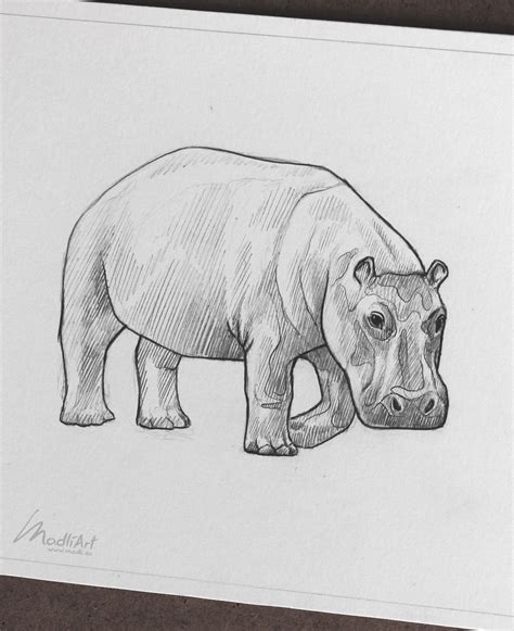 Cute Baby Hippo doodle I Sketchbook Sketch Art I Endangered Vulnerable ...