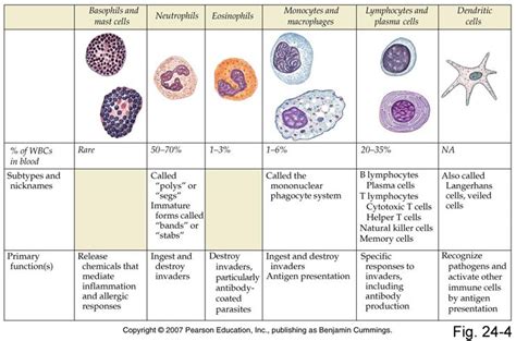 Цусны цагаан эсүүд | Hematology, Medical laboratory science, Oncology ...